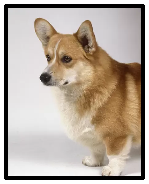 Side head and shoulders view of a Pembroke Welsh Corgi with head in profile