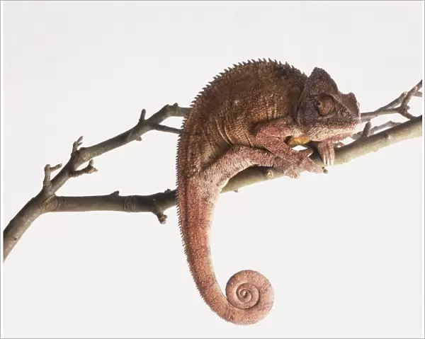 Close-up side view of a Chameleon on a branch