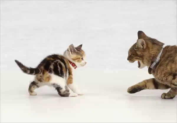 Adult cat hissing as fearless tabby and white kitten