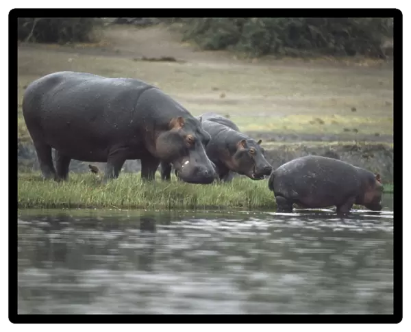 Africa, Botswana, Moremi Wildlife Reserve, group of Hippos (Hippopotamus amphibius) standing at edge of water, young animal standing in water
