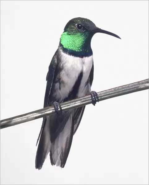 Front view of an Andean Hillstar with head in profile, perching on branch showing the slender, pointed bill, iridescent throat patch looking black or green depending on angle of view, long wings, spread tail feathers and dark belly