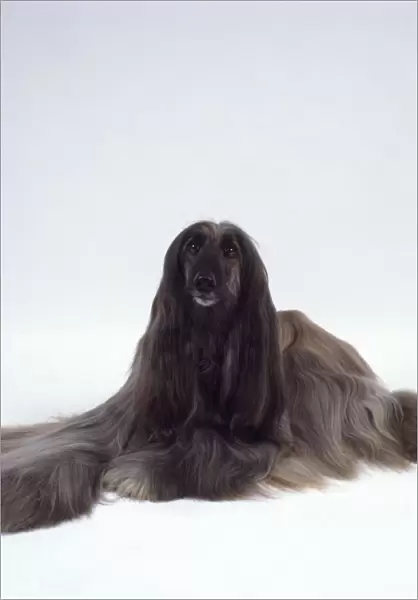 Silver-grey Afghan Hound showing long, silky coat
