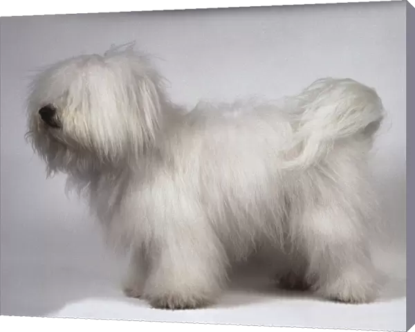 A Coton de Tulear dog with a long dense white topcoat, side view, fluffy, white