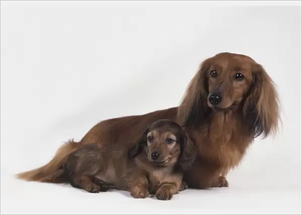 Female red Long Haired Dachshund with puppy