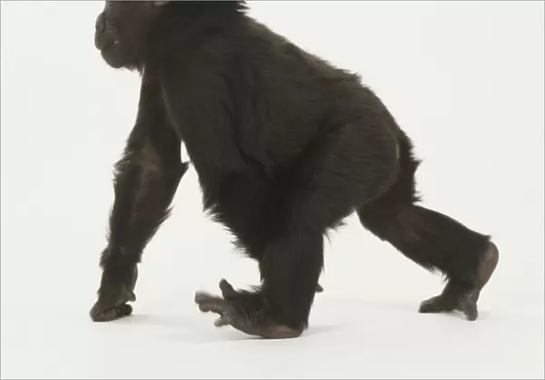 Infant Gorilla on all fours, walking forward, toes splayed, knuckles on floor, looking forward, side view