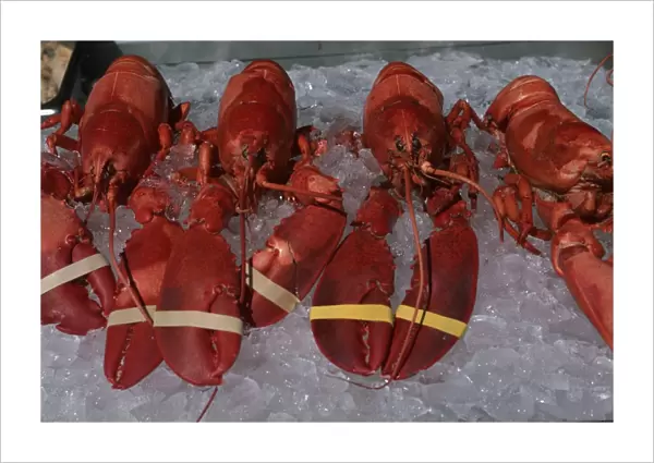 USA, New England, fresh lobsters, pincers closed with rubber bands, resting on a bed of ice, from the Cape Porpoise area in southern Maine