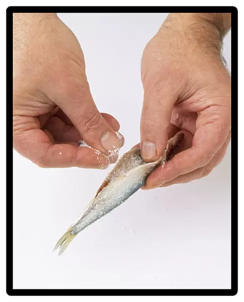 Using fingers to sprinkle salt inside belly of raw sprat
