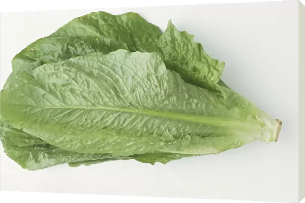 Lactuca sativa longifolia, Cos lettuce, lettuce with elongated, deep green leaves, view from above