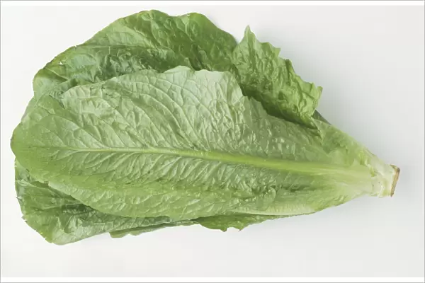 Lactuca sativa longifolia, Cos lettuce, lettuce with elongated, deep green leaves, view from above