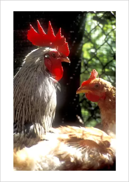Cock and Hen