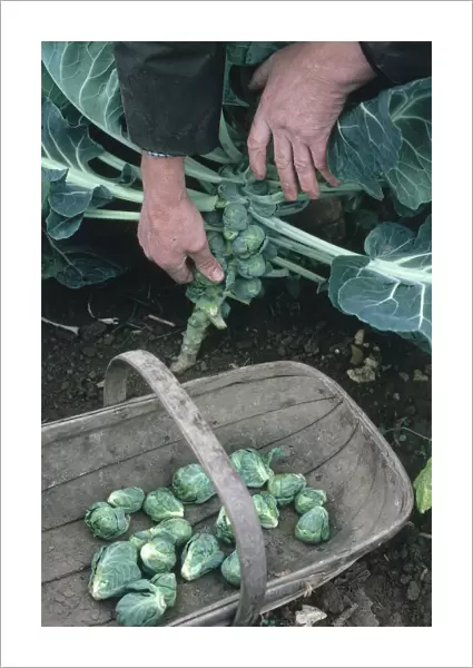 Man harvesting brussels sprouts by hand, picking them from the stem of the plant into a basket
