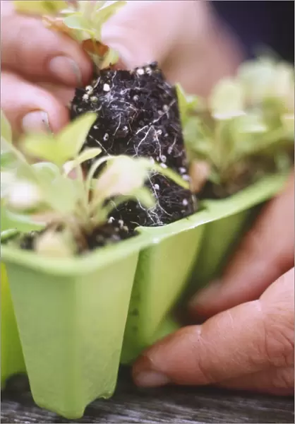 Hand removing seedling from plastic tray module, close-up