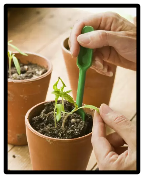 Holding leaf and using dibber to ease seedling roots from pot of compost
