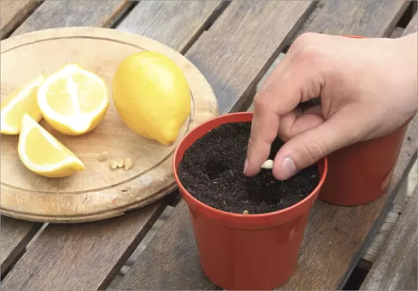 Man putting fresh lemon seed in hole in compost in plant pot on wooden table, close-up