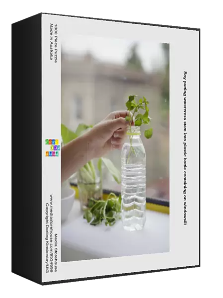 Boy putting watercress stem into plastic bottle containing on windowsill