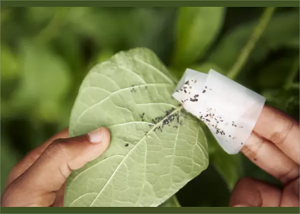 Boy using sticky tape to remove aphids from French ben leaf, close-up