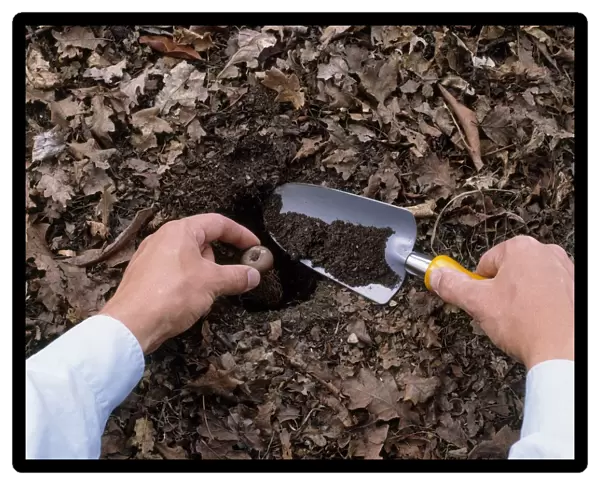 Placing cyclamen tuber in hole and filling in with soil, using trowel, close-up