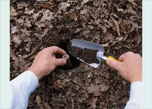 Placing cyclamen tuber in hole and filling in with soil, using trowel, close-up