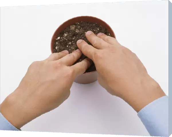 Hands covering daffodil bulbs in pot with potting compost, close-ups