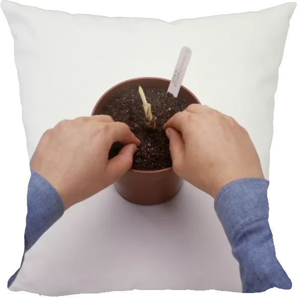 Inserting a single offset from a Crinum plant into pot of compost, using fingers, close-up