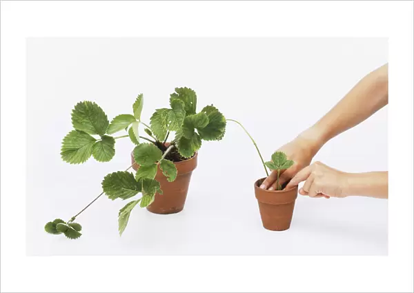 A strawberry plant in a flower pot, and a person transplanting a plantlet into smaller flower pot