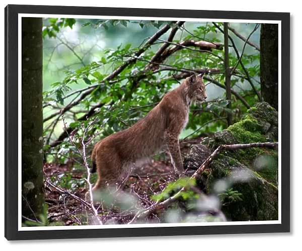 Lynx. Lynx Lynx. Europe. Germany. Bayerischer Wald National Park