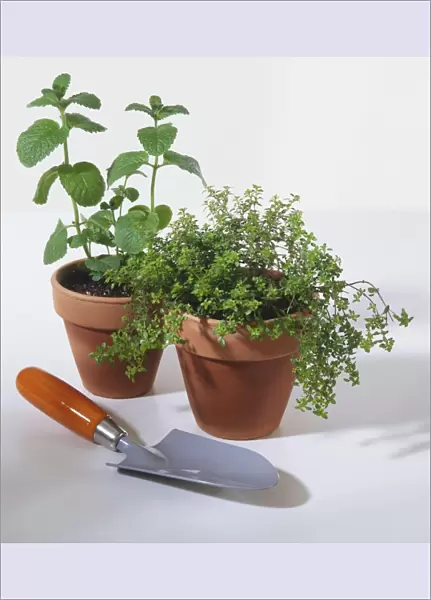 Potted herbs, Mentha sp. Mint (left), and Thymus sp. Thyme (right), shovel in front