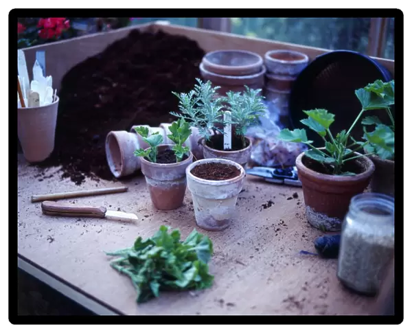 Various terracotta flower pots, seedlings, compost and plant labels in a potting tray