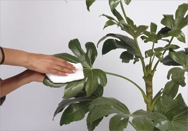 Cleaning evergreen leaves with a cloth, close-up