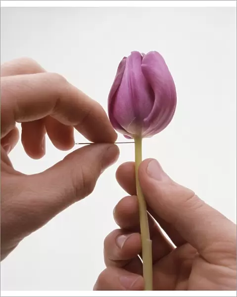 Putting pin through tulip stem to remove airlock (conditioning tulips), close-up