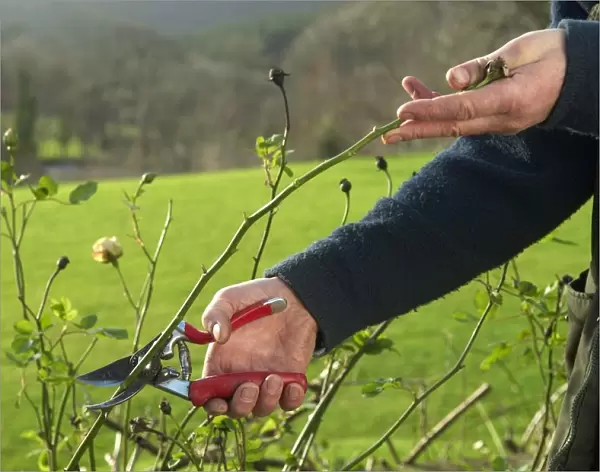 Cutting a plant with secateurs