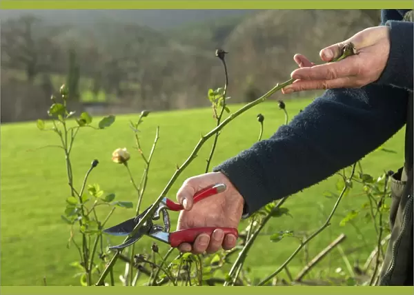 Cutting a plant with secateurs