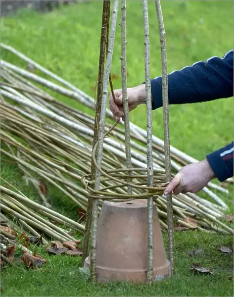 Weaving willow around hazel rods to create a willow wigwam