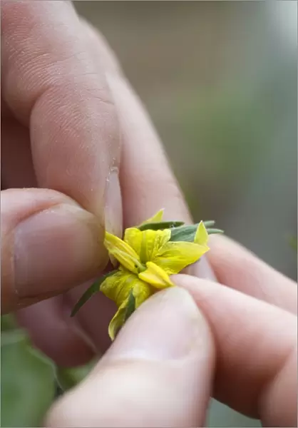 Person removing anthers from yellow tomato flower, close-up
