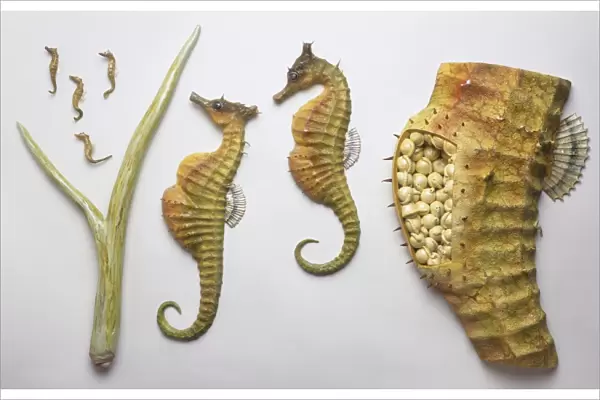Model of pregnant sea horses, cross-section containing eggs, and newborn baby sea horses