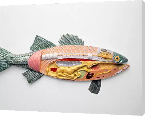 Cross-section model of female Largemouth Bass (Micropterus salmoides)