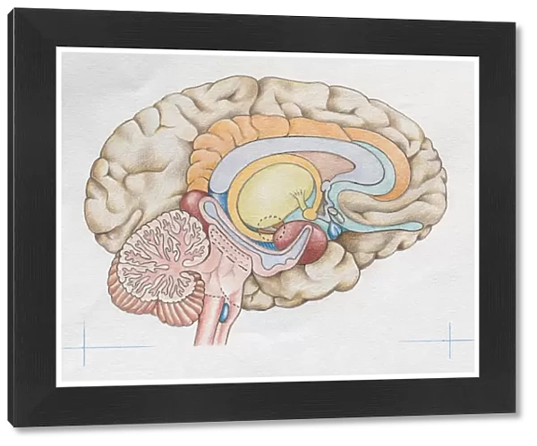 Illustrated diagram of the brain
