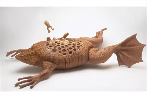 Model of Surinam toad (Pipa pipa) with offspring hatching from its back