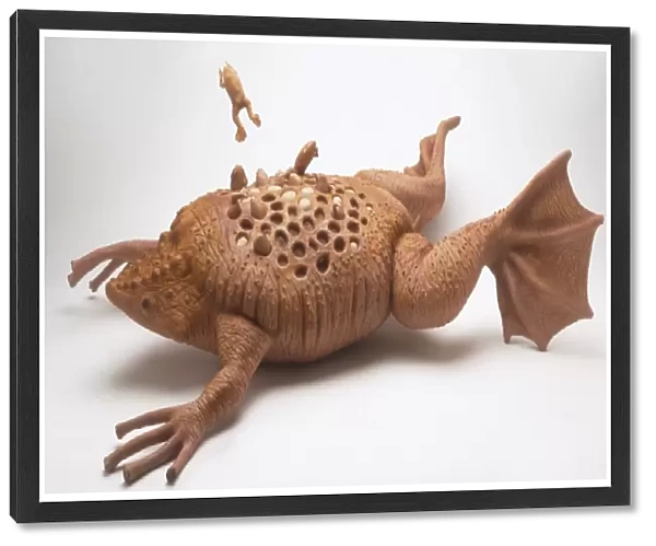 Model of Surinam toad (Pipa pipa) with offspring hatching from its back
