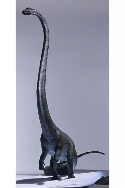 Model of Barosaurus in back legs, neck stretched, front legs raised