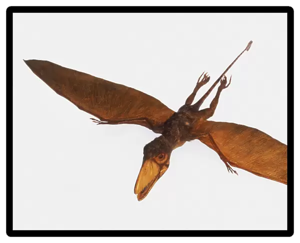 Model of flying Dimorphodon dinosaur, viewed from above