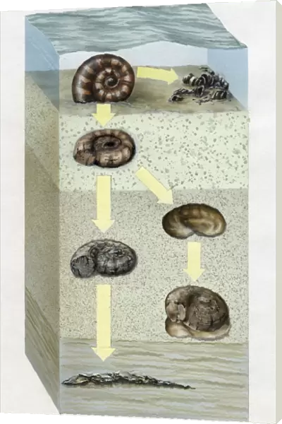 Artwork cross-section diagram of the ocean floor and the stages of the fossilization of an ammonite