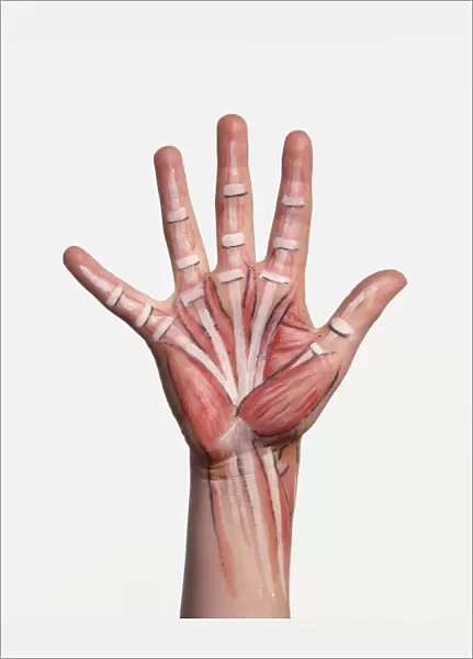 Hand with bone structure and muscle groups painted on skin