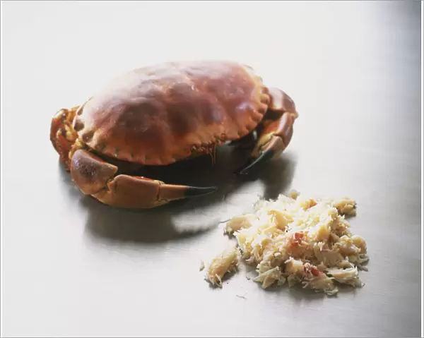 Cancer pagurus, Edible Crab, and crab meat