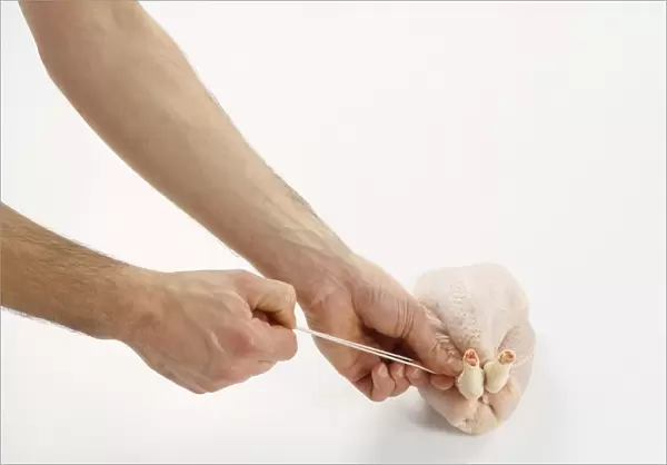 Chicken being tied together with string, close-up