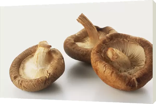 Three shiitake mushrooms, close up