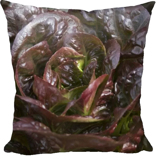 Lettuce Pandero, close-up