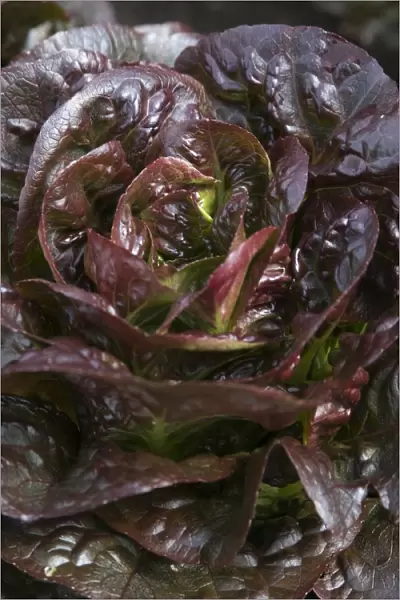 Lettuce Pandero, close-up