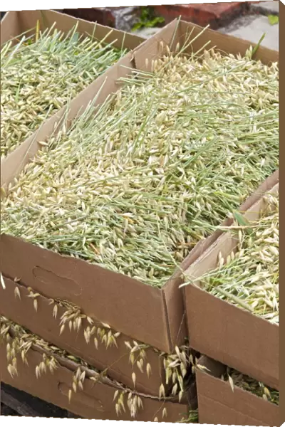 Avena sativa (Oat) grasses in boxes