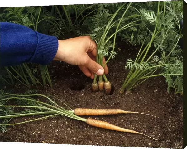Hand pulling carrots from soil, close-up